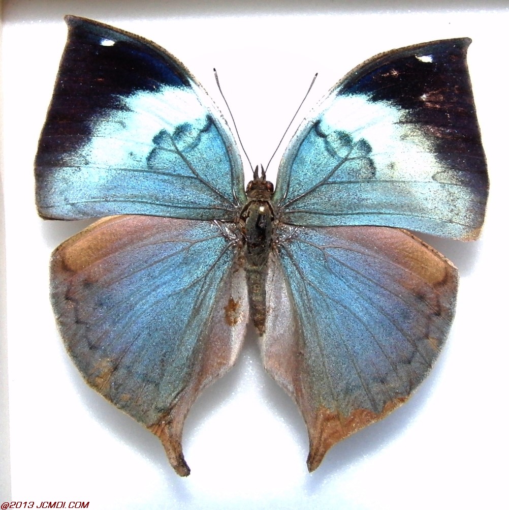 Kallima phliarchus ssp